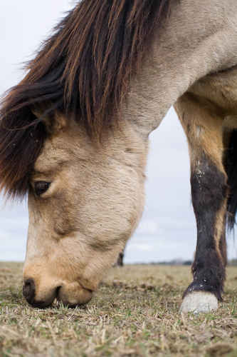 Gratisbild på Islandshästar