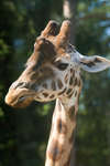 En giraffs huvud.