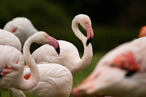Gratisbild på Flamingo