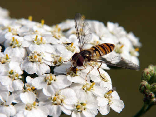 Gratisbild på blomfluga