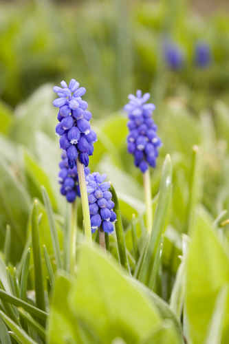 Gratisbild på Blåa blommor