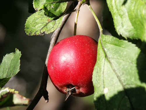 Gratisbild på Äpple