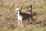 Chihuahua på gräset.