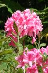 En stor rosa blomma.