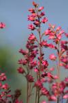 Rosa blommor.
