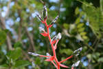 Rosa gren En rosa gren någonstans i Tobago.