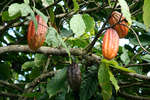 Här växer cacao i ett cacaoträd. På den karibiska ön Tobago.