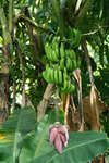 En bananplanta med en stor klase mogna bananer.