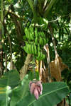 Bananer Gröna bananer på en bananplanta. Mogna och fina.