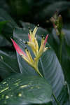 Em vacker blomma från Tobago.