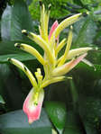 En underbar tropisk blomma på ön Tobago.