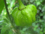 Chili i Tobago, kanske är det habanero, världens starkaste chilifrukt.