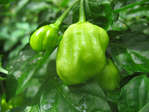 Chiliplanta i Tobago, kanske är det Habanero.