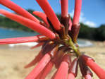 En rosa blomma på en strand i Tobago.