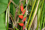 En orange blomma i Tobago.