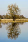 Filnamn=trad_spegelbild.jpg
Filstorlek=363KiB
Dimensioner=800x1200
Uppladdade datum=27 Mar 2007 trad_spegelbild.jpg