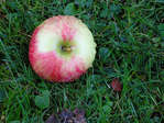 Daggvått äpple på gräsmatta.