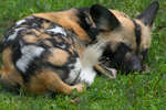 Vildhund En vildhund ligger och sover.