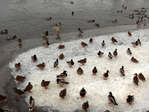 Filename=vinterankor.jpg
Filesize=184KiB
Dimensions=1000x750
Date added=Dec 06, 2006 vinterankor.jpg