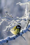 Filename=vinterfagel.jpg
Filesize=149KiB
Dimensions=800x1200
Date added=Feb 11, 2007 vinterfagel.jpg
