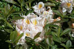 En vit utslagen rhododendron.