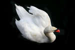 Filename=vit_svan2.jpg
Filesize=77KiB
Dimensions=1200x800
Date added=Jan 01, 2007 vit_svan2.jpg