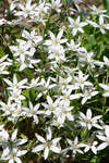Massor av vita blommor.