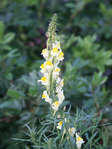 Vitgul blomma En vit och gul blomma.