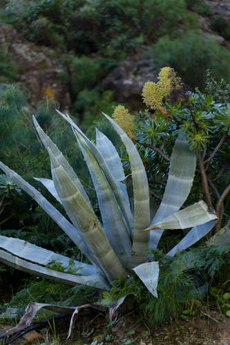 Agave