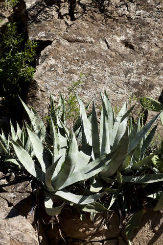 Agave