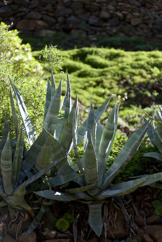 Agave