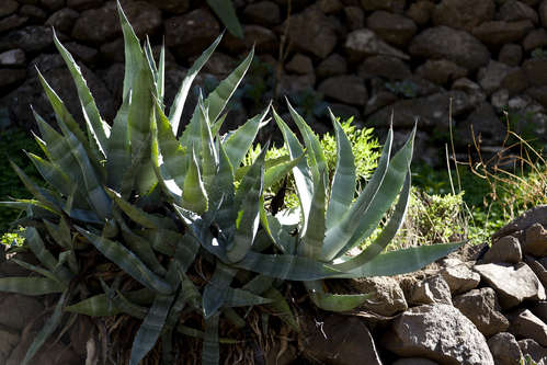 Agave