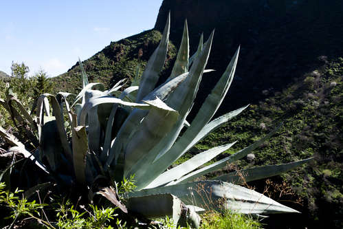 Vykort agave110126