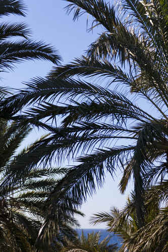 Palm