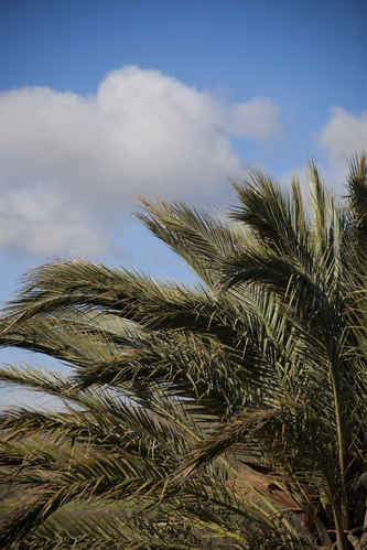 Palm