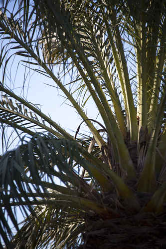 Palm