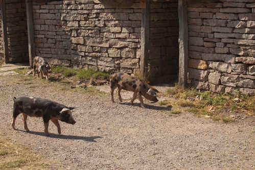 Grisar