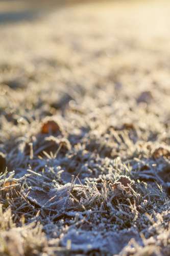 Frostigt gräs