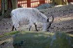 gratisbilder-080308-1.jpg