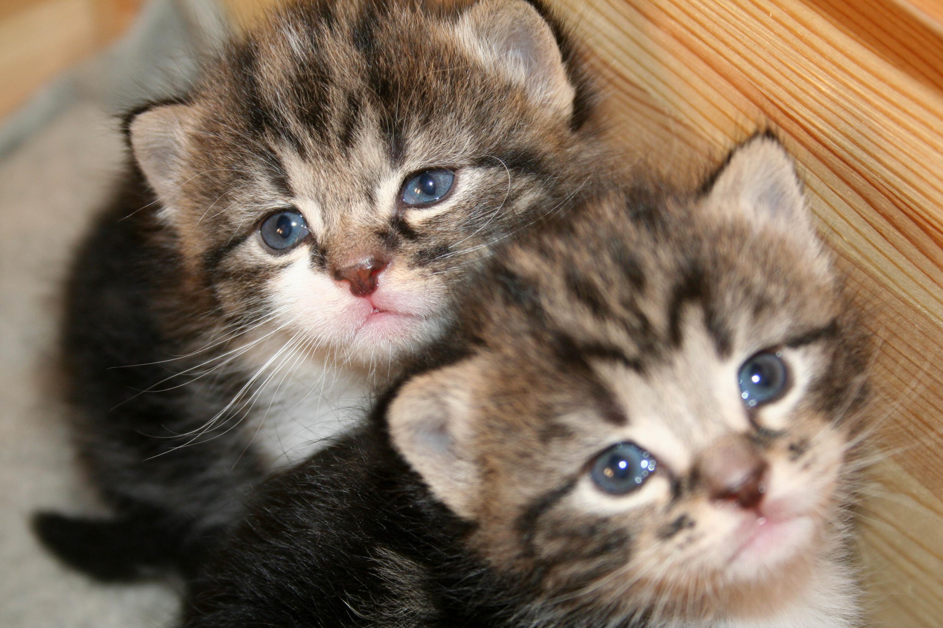Gratis Bilder P Kattungar Katter