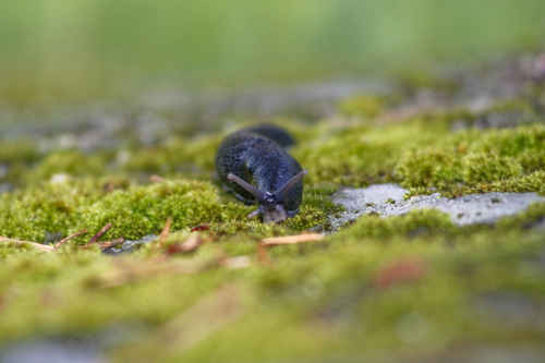 Gratis bilder