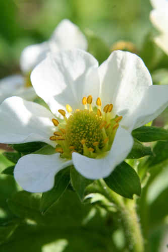 Gratis bilder