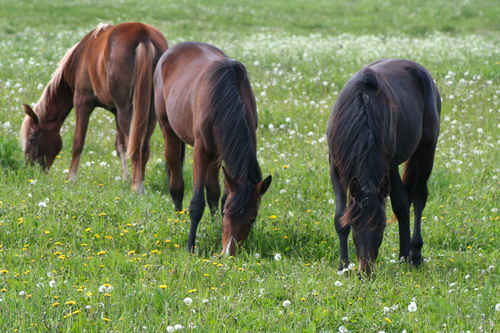 Hästar på grön äng