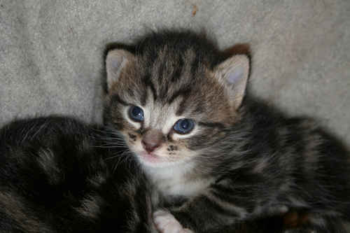 Kattunge