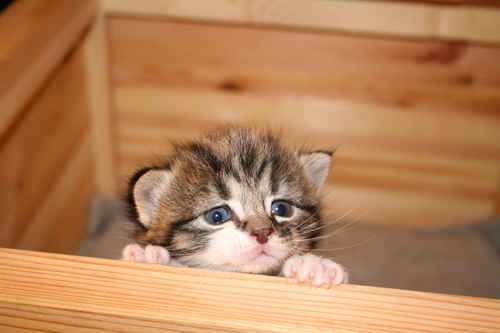 Kattunge