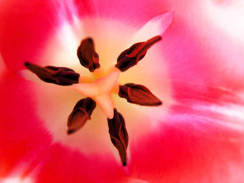 Gratis bilder