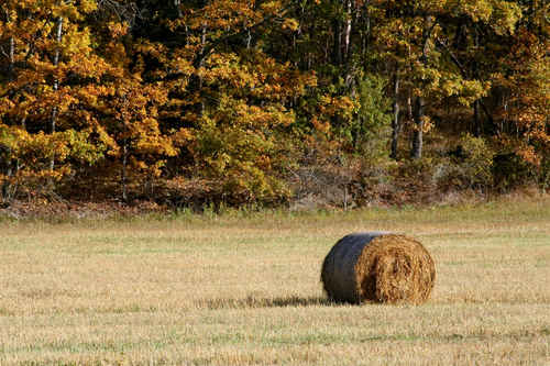 Gratis bilder
