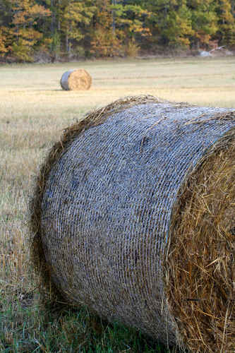 Gratis bilder