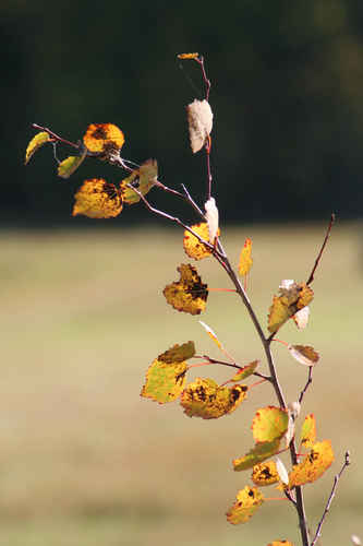 Gratis bilder