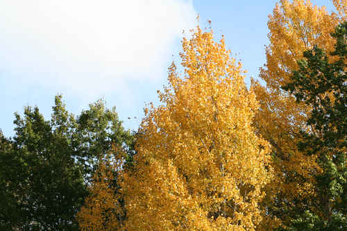 Gratis bilder